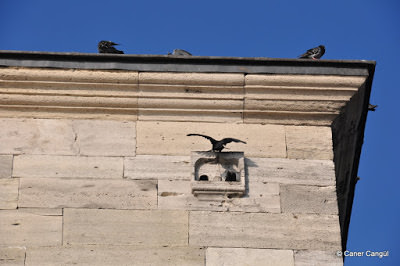 Emimönü Yeni Camii Üstündeki Kuş Evi